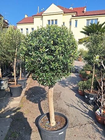 Olivovník Evropský Bola C45 - Olea Europaea