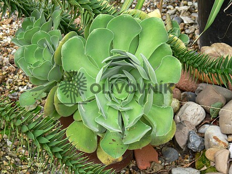 2026 Rezervace / Aeonium Canariensis 15Lt