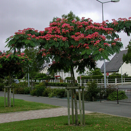 2026 Rezervace / Albizia Julibrissin - Albizie růžová 25/30lt