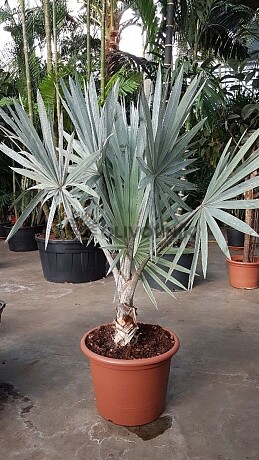 2026 Rezervace / BISMARCKIA NOBILIS 10lt