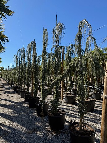 2026 Rezervace / Cedr - CEDRUS "Glauca Pendula"