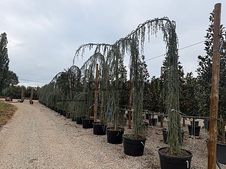 2026 Rezervace / Cedr - CEDRUS ATLANTICA "Glauca Pendula"