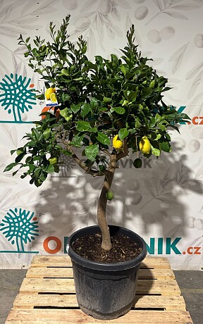 Citrón - CITRUS LIMON / 25-30lt / obvod kmeňa 8/10cm / výška 140-160cm