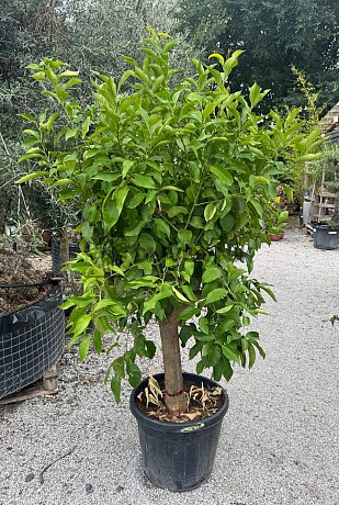 Citrón - CITRUS LIMON / obvod kmeňa 15-20cm / výška 160-180cm