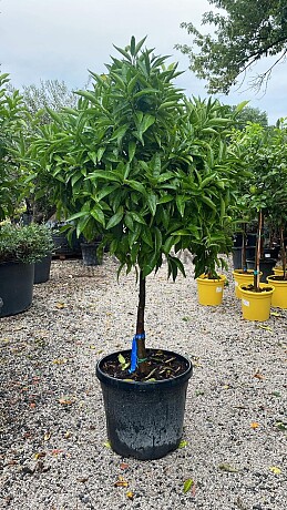 Mandarínka - CITRUS RETICULATA / obvod kmeňa 15-20cm / výška 120-140cm