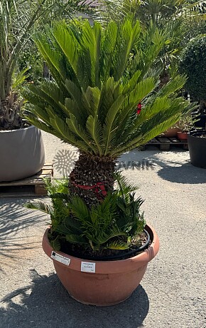 CYCAS REVOLÚTA / T75 / výška 150cm