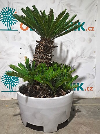 CYCAS REVOLÚTA - výška 145cm