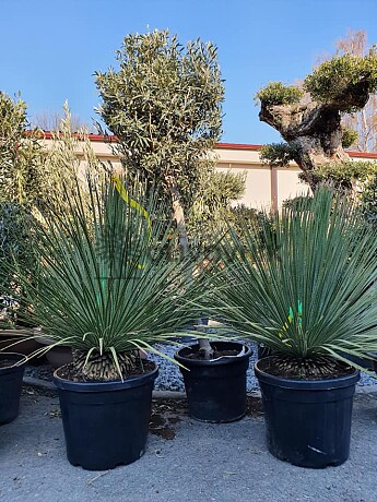 DASYLIRION SERRATIFOLIUM C35/25Lt