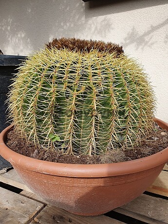 Echinocactus Grusonii - 40cm *** AKCIA ***