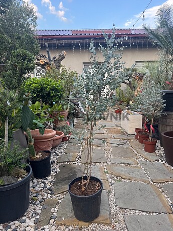 EUCALYPTUS GUNNII - na kmienku / 110cm