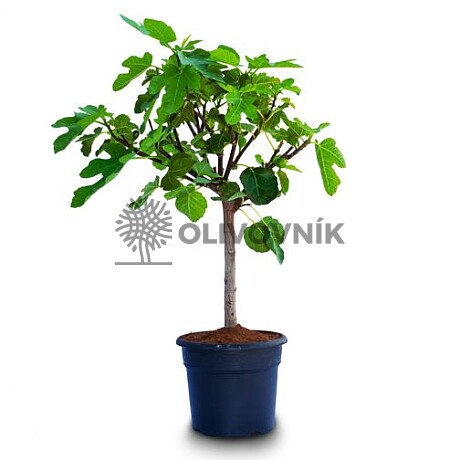 FICUS CARICA BOWL 6lt - figovník