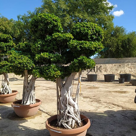 FICUS MICROCARPA - vhodné do interiéru ( 270cm + )