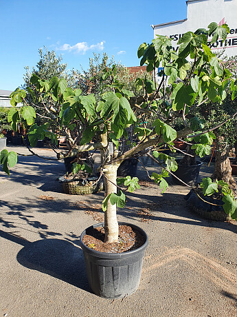 FICUS CARICA PREMIUM - GRANDE (160-200cm)