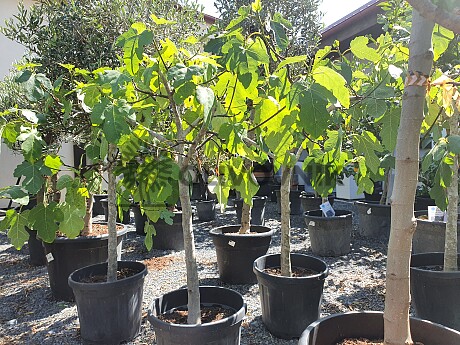 FICUS CARICA - Figovník