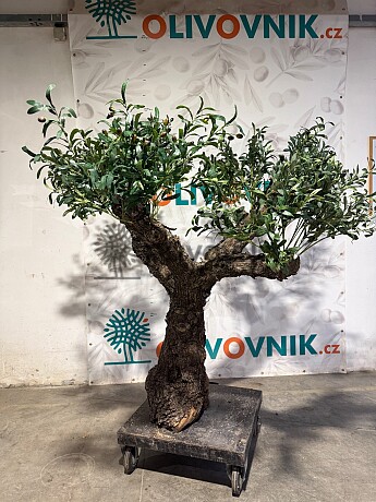 Olivovník Európsky - Bonsai / 155cm / umelá koruna + olivový kmeň