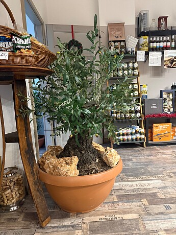 Olivovník Európsky - Bonsai / 140cm / umelá koruna + olivový kmeň