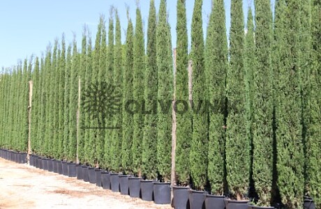 Cyprus vždyzelený - Cupressus Sempervirens Stricta - Totem EXTRA