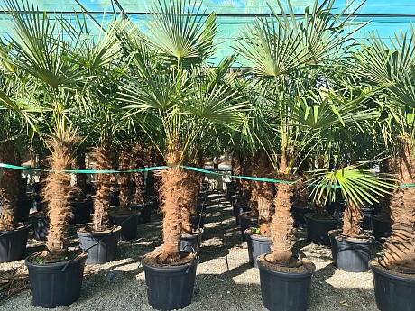 Trachycarpus Fortunei - mrazuvzdorná palma (-17C)