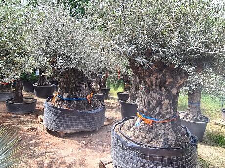 Olivovník Bonsaj - Olea Europaea Bonsai