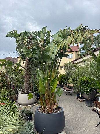 Strelitzia Augusta 250/300cm + kvetináč Titano antracit