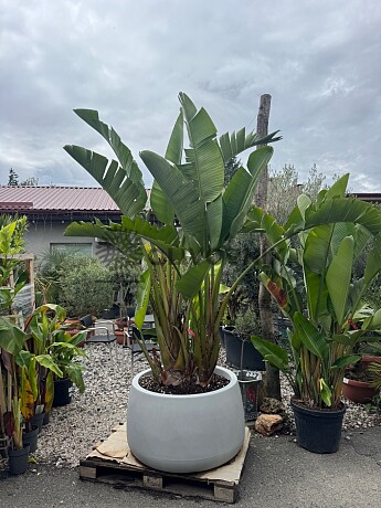 Strelitzia Augusta 200/250cm + kvetináč Titano šedá kameň