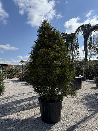 Sciadopitys Verticillata  " Beauty Green" - Pajehličník