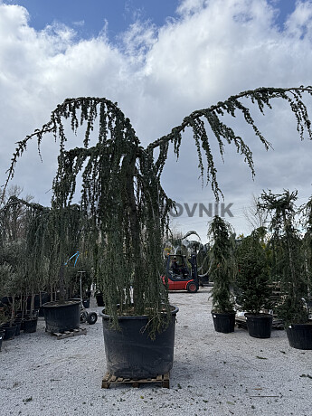 Cedr - CEDRUS ATLANTICA "Glauca Pendula"