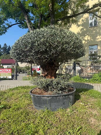 Olivovník Evropský PON - CHAMPINON