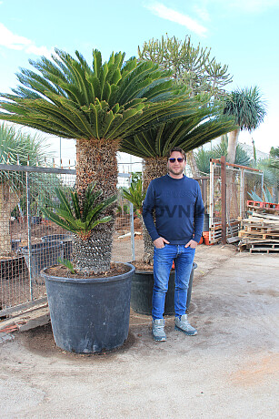 CYCAS REVOLÚTA PREMIUM QUALITY - VÝŠKA 250CM