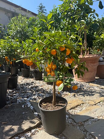 2026 Rezervace / Citrusy mix / výška 60/80cm