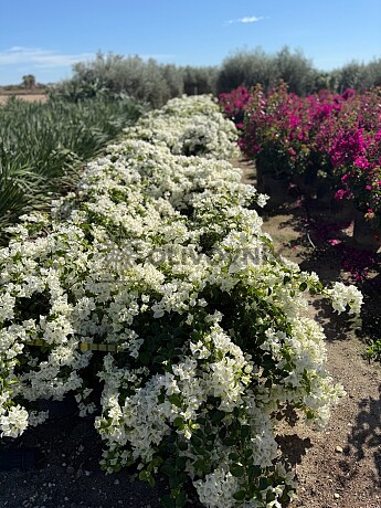 2026 Rezervace / Bougenvillea - bílá (Bugenvilea)