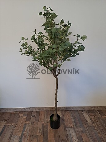 Eucalyptus - výška 170cm
