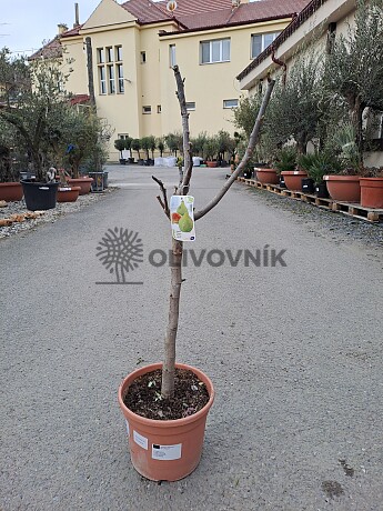 FICUS CARICA - Fig 10lt - CUELLO DAMA BLANCA