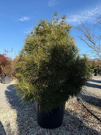 Sciadopitys Verticillata  " Beauty Green" - Pajehličník