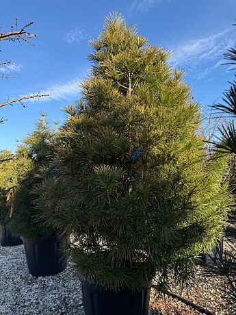 SCIADOPITYS VERTICILLATA " Beauty Green" - Pajehličník /150/170cm