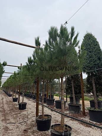 Pinus Pinea - Borovice Pínie