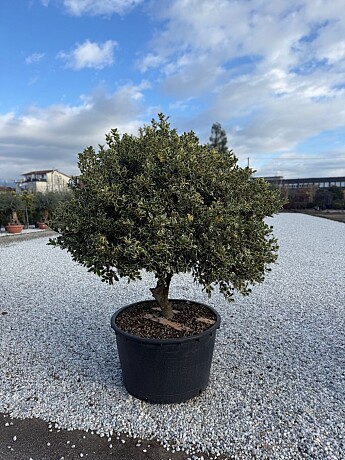 Iles Aquifolium ˇVariegatumˇ 150/175cm / 285lt / Extra Multitronco