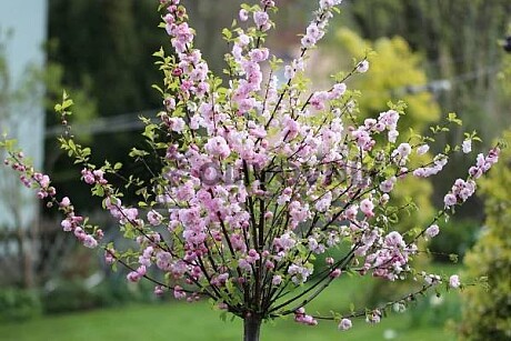 PRUNUS DULSIS - Mandľovník / 25lt