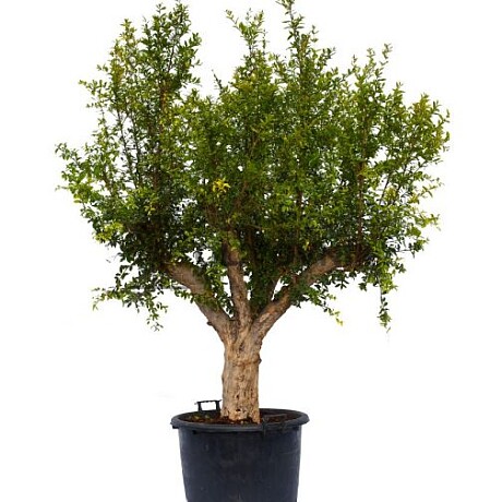 Granátové jablko (PUNICA GRANATUM) - 45/55lt; 70lt