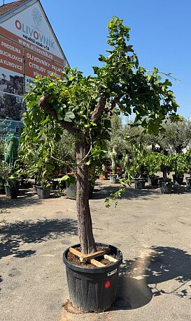 Vinič - Vitis vinifera - alta 90 / výška 240cm