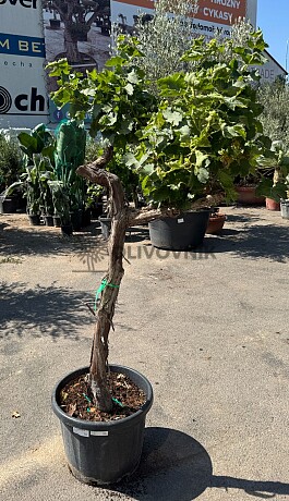 Vinič - Vitis vinifera - alta mediana 45L / výška 170cm