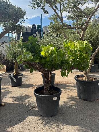 Vinič - Vitis vinifera - baja 45L / výška 140cm