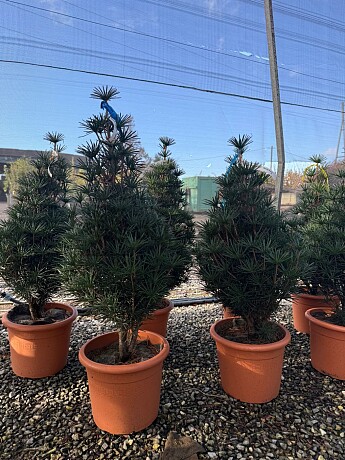 SCIADOPITYS VERTICILLATA " Beauty Green" - Pajehličník / 80-100cm