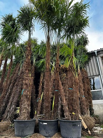 AKCE - Trachycarpus Fortunei (-17C) AKCE Balovky / 200-400cm