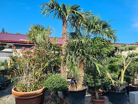 Trachycarpus Fortunei - trojkmeň - kompletná výška kmeňov 580cm