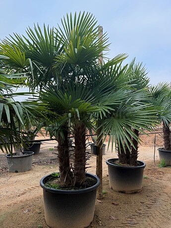 2026 Rezervace / Trachycarpus Fortunei - multikmen - mrazuvzdorná palma (-17C)