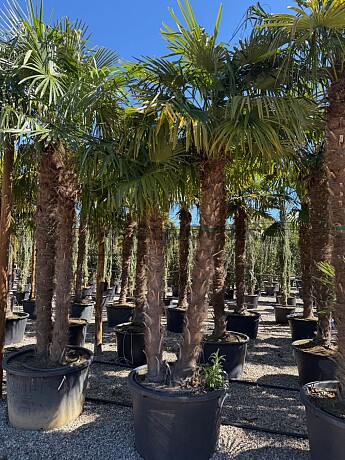 Trachycarpus Fortunei - dvoukmen xxl - mrazuvzdorná palma (-17C)