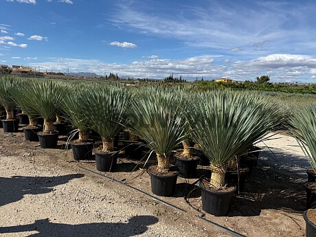 2026 Rezervace / Yucca Rostrata 20/30cm