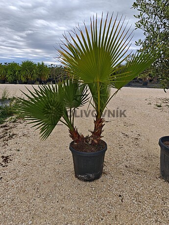 Washingtonia Robusta Double 30lt 120/150cm
