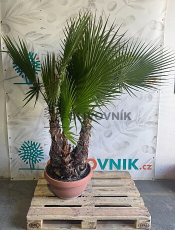 WASHINGTONIA / Troj kmeň / výška 180-200cm